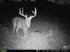 Whitetail Deer Hunting in Ohio