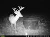 Trophy Whitetail Deer Antler Development