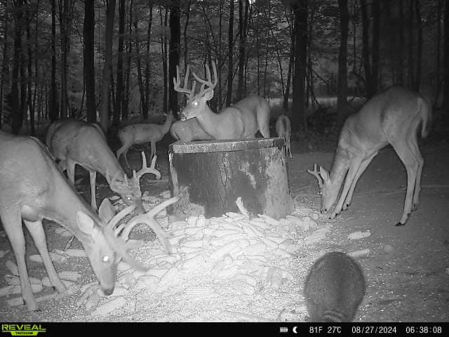 cheap Ohio deer hunts