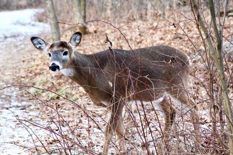 Guided deer hunt in Ohio