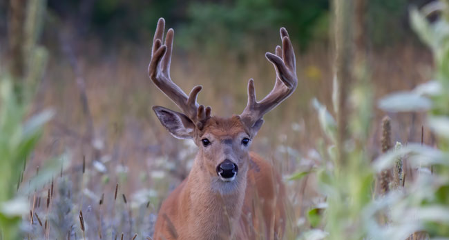 Whitetail Deer in Ohio