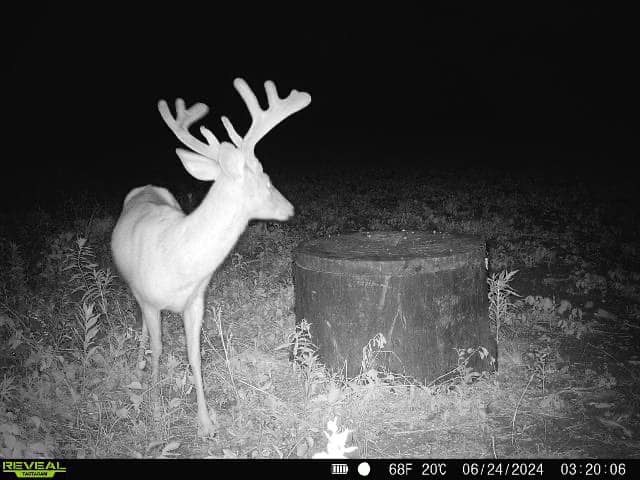 Trophy Whitetail Deer Antler Development