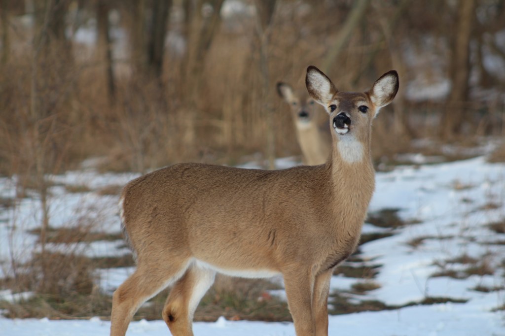 Whitetail Deer in Ohio