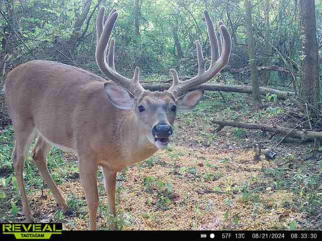 Velvet Buck in Ohio