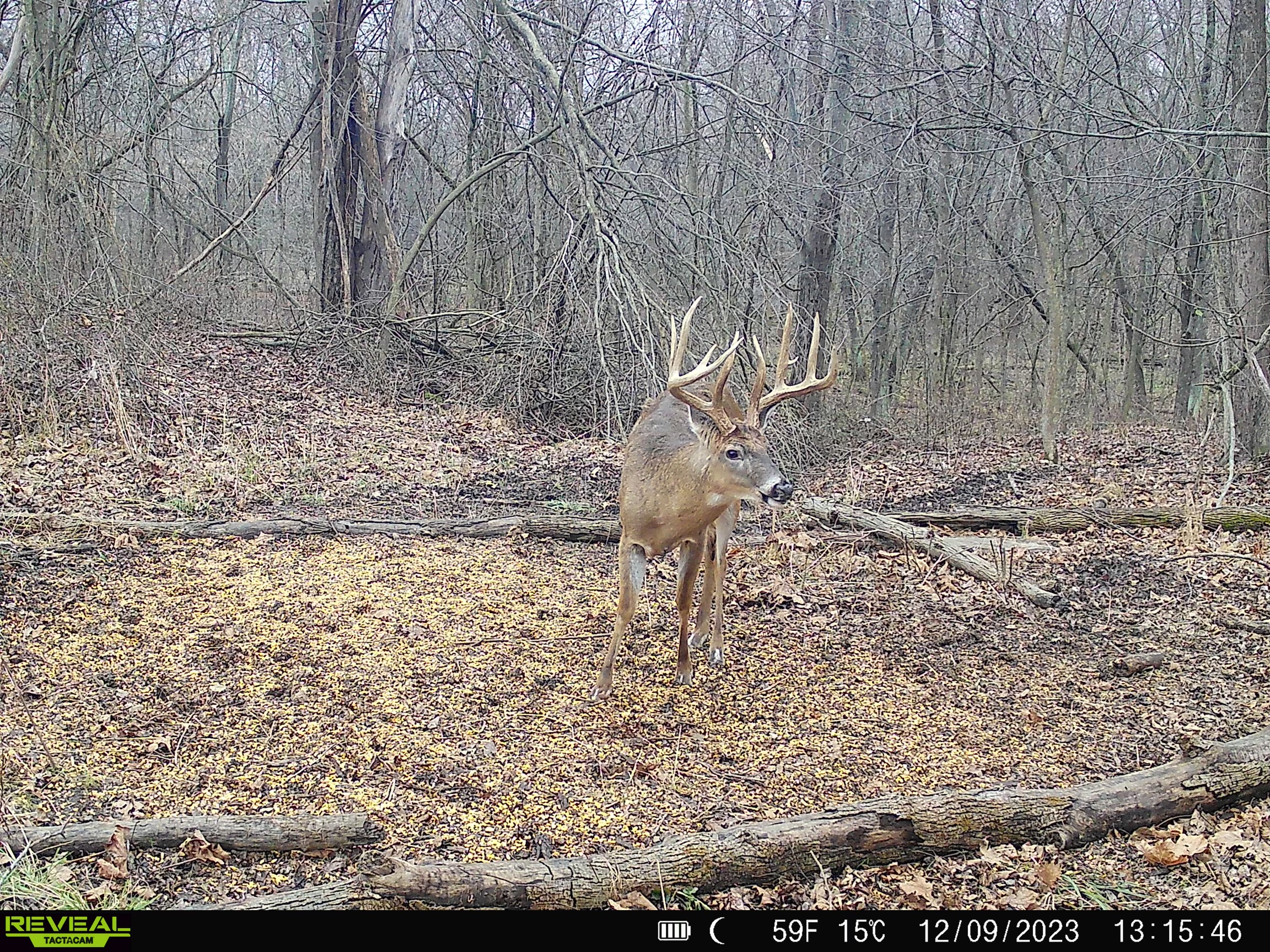 The Art of Patience: The Best Chance to Harvest a Trophy Buck