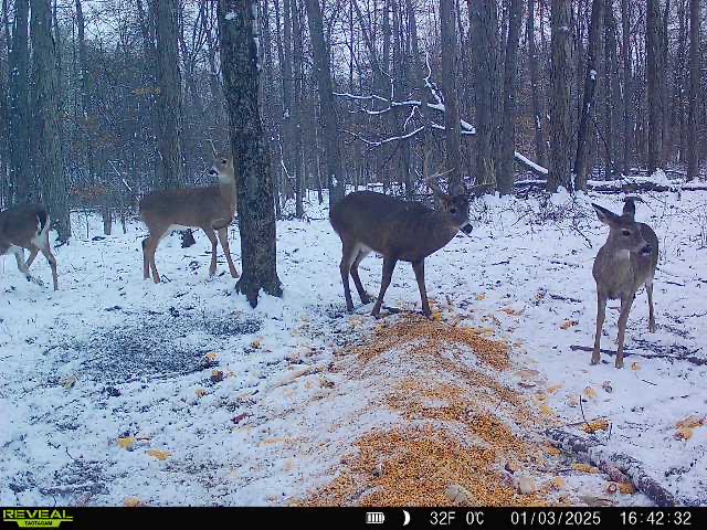 Rut Chasers Hunting Trail Cam  in Ohio