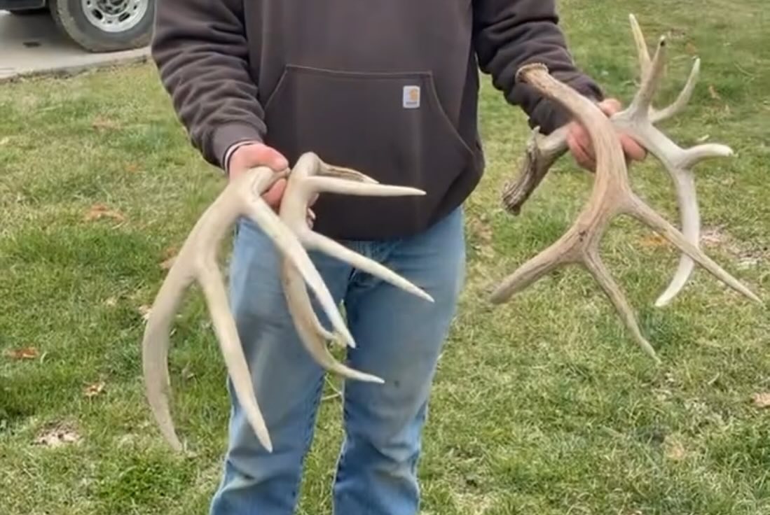 Antler Shed Hunting in Ohio